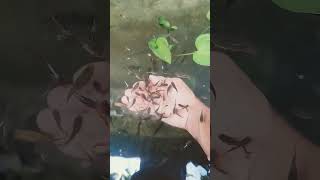 music kusilapan ka ilocano song guppy feeding [upl. by Stan452]