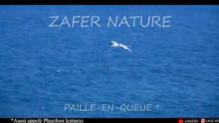 ZAFER NATURE  PAILLE EN QUEUE  ILE DE LA REUNION [upl. by Norb136]