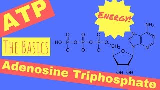 Photosynthetic NADPH and ATP Synthesis [upl. by Harmonia]