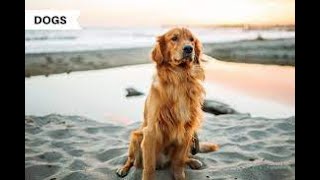 Golden Retriever Meets Golden Retriever Puppy for the First Time [upl. by Ashatan]