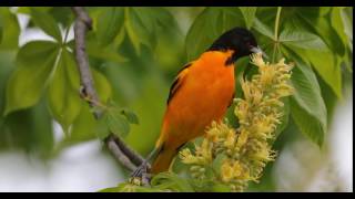 Baltimore oriole  Icterus galbula [upl. by Janna]