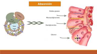 Absorción digestión y transporte de lípidos [upl. by Rosabelle]