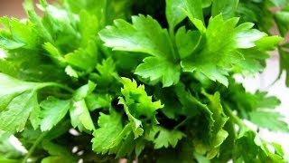 How to Grow Parsley from Seed  Organic Vegetable Gardening [upl. by Winwaloe]