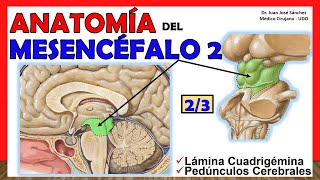 🥇 Anatomía del MESENCÉFALO 23 Pedúnculos Cerebrales Lámina Cuadrigémina ¡Facil Explicación [upl. by Nemrak706]