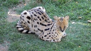 Meet a Serval in South Africa [upl. by Noremac]