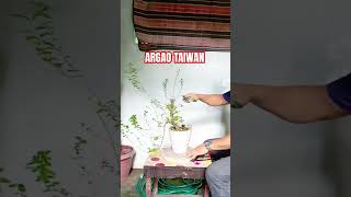 HOW TO PRUNE A BONSAI TREE ARGAO TAIWAN shortvideo bonsai bonsaitree argao [upl. by Eyla591]