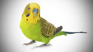 Talking Parakeet  Budgie With Amazing Vocabulary [upl. by Basil]