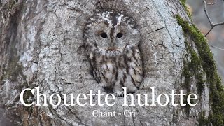 Chouette hulotte  chant et cri [upl. by Reerg85]