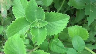 Broad Leaf Thyme Update  Tropical Garden [upl. by Lampert]