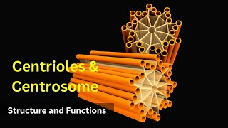 Centrioles structure and functions Centrosomes  Cilia and FlagellaBiology class 9 Cell biology [upl. by Dempsey]