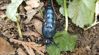 Attaque de moucherons piqueurs sur Méloé violet Meloe violaceus par andré Lequet [upl. by Monreal]