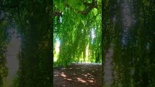 Huge Trees Branches Hanging touching ground Untermeyer Garden Yonkers NY [upl. by Aicilef]