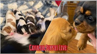 Cavalier Puppies Live Myras Puppies are 1 week old Teddy amp R2 are 2 months old [upl. by Baptista670]