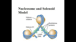 nucleosome and solenoid model  For XII BSc and MSc  All About Biology [upl. by Heintz]