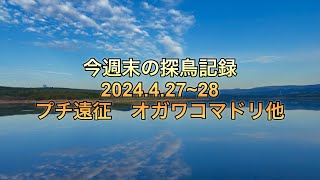 週末の野鳥観察記録、オガワコマドリ他 [upl. by Perpetua]