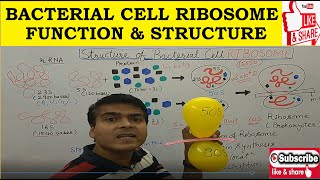 Ribosome Structure amp Function  Prokaryotic Cell Ribosomes  What are Ribosome  Bacterial Ribosome [upl. by Natascha]