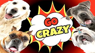 5 Sounds to ATTRACT DOGS Attention Make Dogs Go Crazy [upl. by Akahc498]