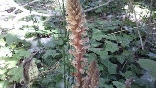 Orobanche medicinal plant [upl. by Emrich]