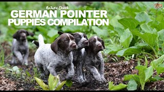 German Shorthaired Pointers picking up at driven shoot featuring a young dog in training [upl. by Ahsiele989]