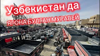 2024г ОПТОМ МУРАВЕЙЛАР НАРХЛАРИ [upl. by Eugenle]