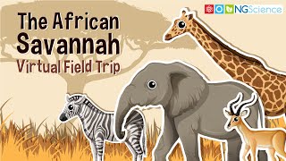 African Savannah – Virtual Field Trip [upl. by Elenore259]