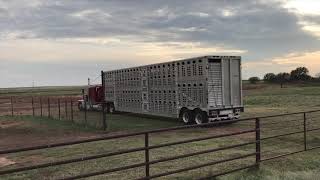 Loading and Hauling Cattle October 2019 [upl. by Silvers750]