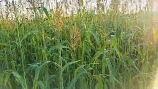 Sorgo forrajero para producción de Biomasa y captura de carbono [upl. by Tloc]