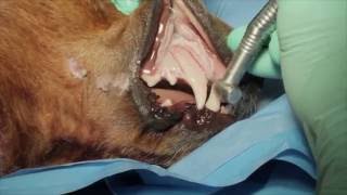 Veterinary Dental Maxillary Canine Tooth Extraction in a Dog [upl. by Yrrak1]