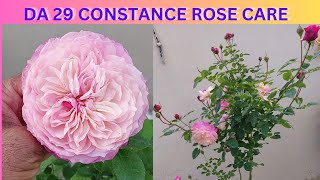 DA 29 CONSTANCE ROSE PLANT CARE  DAVID AUSTIN ROSE [upl. by Agnot]