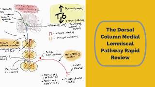 The Dorsal Column Medial Lemniscal Pathway Rapid Review [upl. by Valerian]