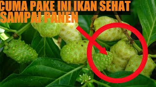 Obat nafsu makan semua jenis ikan geratispaling simple dengan mengkudu [upl. by Luahs]