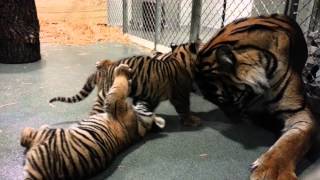 Tiger Cubs at the Topeka Zoo [upl. by Wilone]