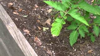 How To Treat Ants in Raised Beds Organically [upl. by Rorke]