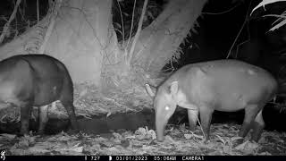 Camera trap footage of a breeding pair of Bairds Tapirs plus a lone male  March 1 to March 8 2023 [upl. by Ameen412]