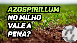 AZOSPIRILLUM NO MILHO VALE A PENA [upl. by Narda]