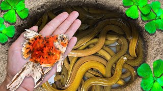 Amazing Super Eggs Trap Carp Butterfly Fish Koi Fish Betta Fish Unicorn Fish  Fishing Video [upl. by Asylem]