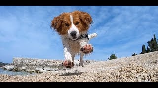 Kooikerhondje in slow motion [upl. by Levesque342]