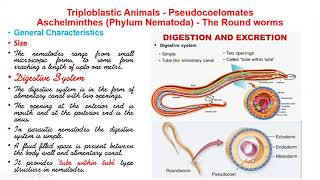 Phylum Aschelminthes  Nematoda  Characteristics And Classification  Premedical  NEETAIIMS [upl. by Aihsyt]