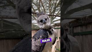 Meet the Harpy Eagle The Ultimate Canopy Predator 🦅 shorts wildlife [upl. by Land150]