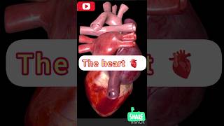 दिल  the heart 🫀  मानव दिल ♥  Heart beat sound  studywithsmile shorts ytshort heart lubdub [upl. by Gordie]