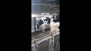 BIORET AGRI Dairy Scratchy – Grat’O Gratte [upl. by Nagrom660]