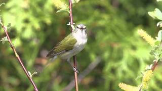 Tennessee Warbler [upl. by Aikemaj112]