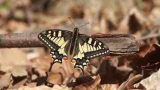 Otakárek fenyklový  Papilio machaon [upl. by Irra]