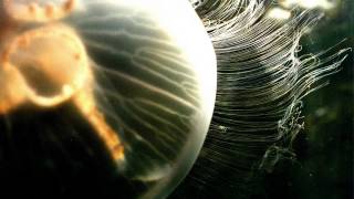 Carbon Based Lifeforms  Abiogenesis [upl. by Crowns]