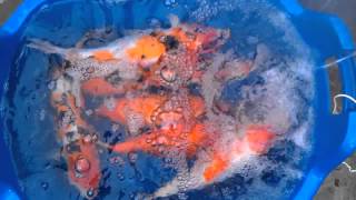 Salt treatment disease prevention koi [upl. by Reteip]