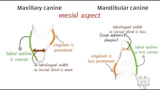 Differences between Maxillary Canine amp Mandibular Canine [upl. by Ynaffital]