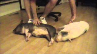 Mini Pigs Love Belly Rubs Prissy and Bomber Show [upl. by Avalsorim]