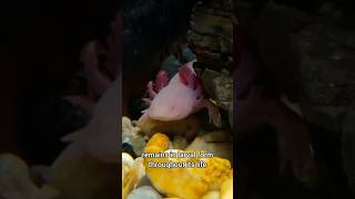 The Axolotl Natures Regeneration Master axolotl shorts fish 🦎 [upl. by Blumenthal]