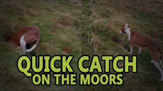 Quick Catch on the Moors  Working Lurchers [upl. by Amity]