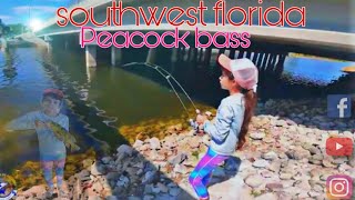 southwest florida peacock bass action tucunaré [upl. by Erapsag]